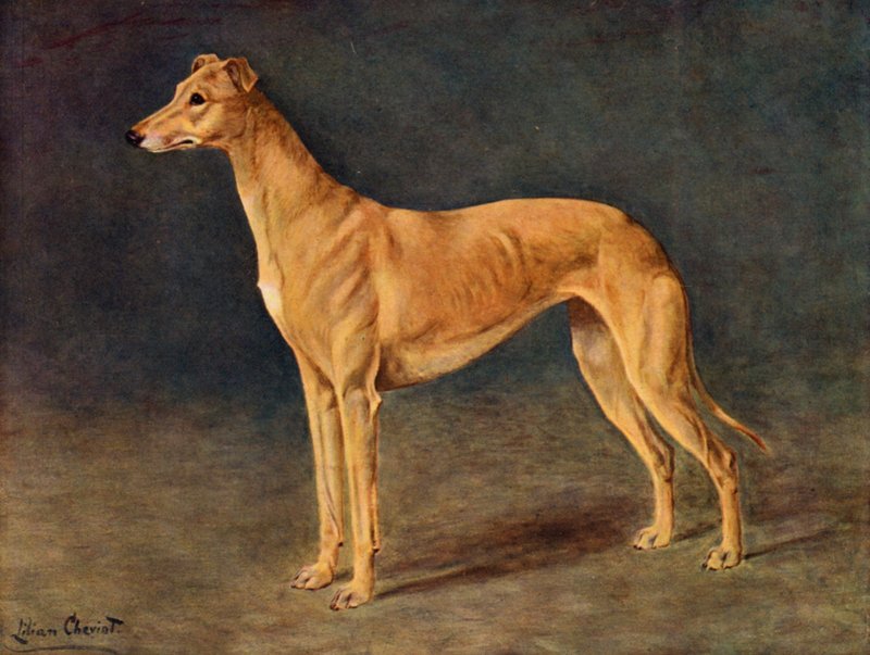 Den vellykkede Coursing Greyhound tæve Age of Gold af Lilian Cheviot