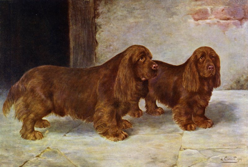 Sussex Spaniels, Champion Rosehill Rock og Champion Rosehill Rag af Lilian Cheviot