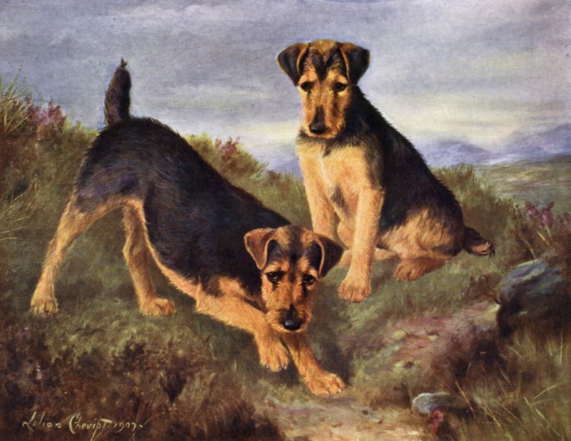 Welsh Terriers Glansevin Coquette og Champion Glansevin Coda af Lilian Cheviot