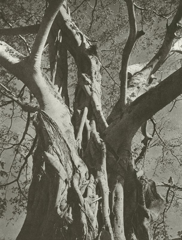 Banyan træ (s/h foto) af Lionel Wendt