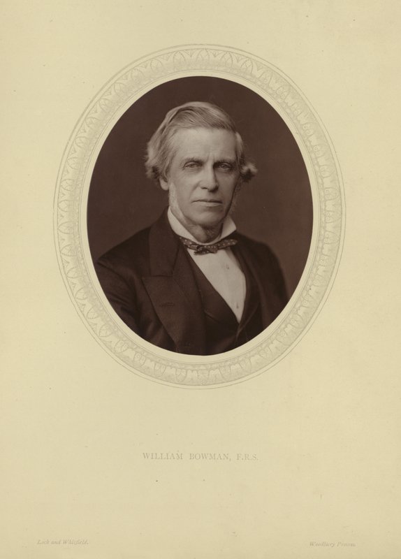 Portræt af Sir William Bowman af Lock and Whitfield