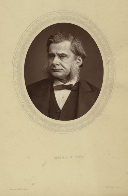 Portræt af Thomas Henry Huxley af Lock and Whitfield
