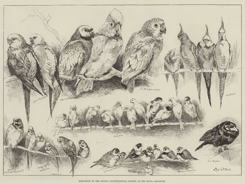 Fugleudstilling af London Ornithological Society i Royal Aquarium af Louis Wain