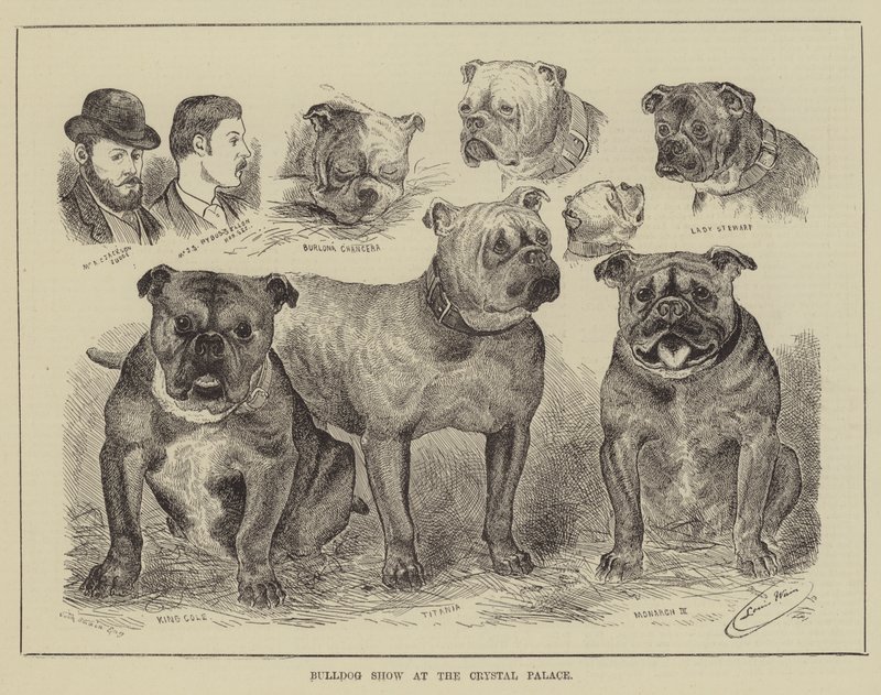 Bulldog Show i Crystal Palace af Louis Wain