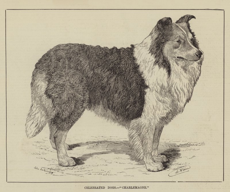 Berømte hunde, Karl den Store af Louis Wain