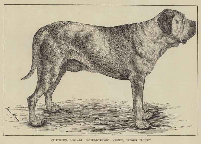 Berømte hunde, Dr. Forbes-Winslow