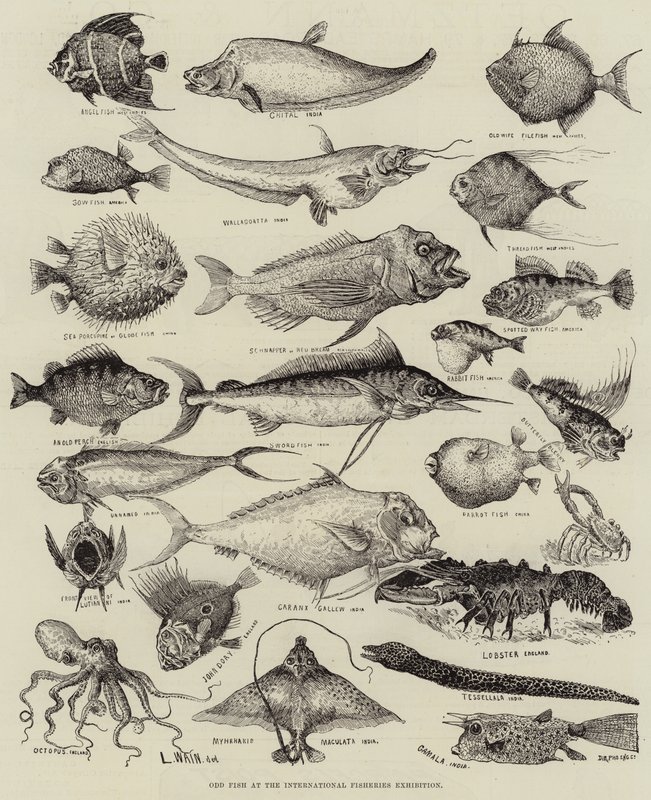 Odd Fish på den internationale fiskeriudstilling af Louis Wain
