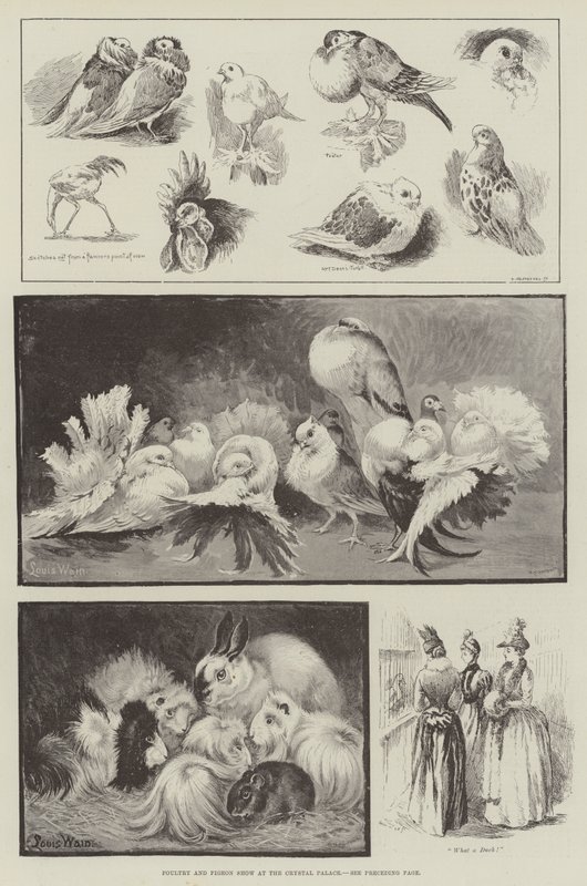Fjerkræ- og dueudstilling i Crystal Palace af Louis Wain