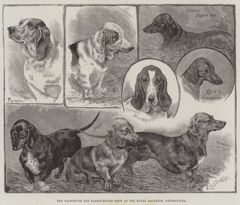 Gravhunden og Basset-Hound Show på Royal Aquarium, Westminster af Louis Wain