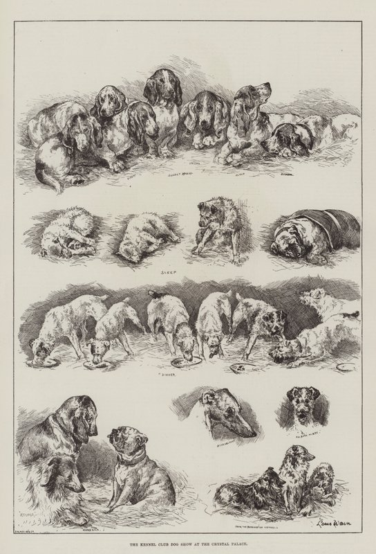 Kennelklubbens hundeudstilling i Crystal Palace af Louis Wain