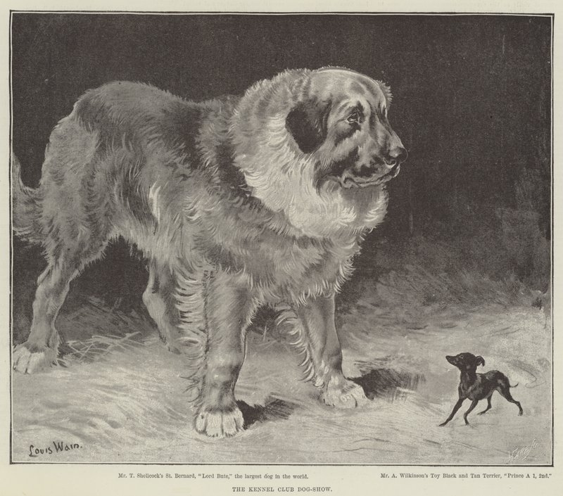 Kennelklubbens hundeudstilling af Louis Wain