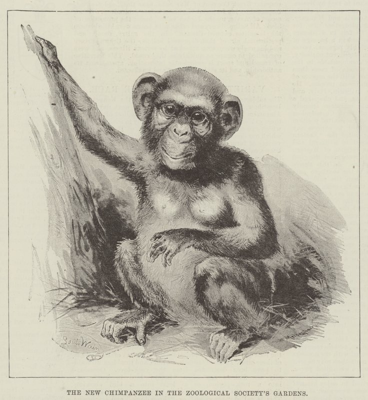 Den nye chimpanse i Zoologisk Selskabs Have af Louis Wain