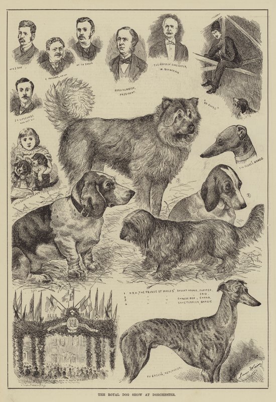 Royal Dog Show i Dorchester af Louis Wain