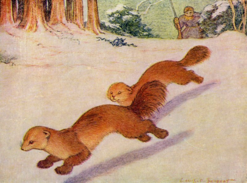 I Zoo: Martens (farve litho) af Louis Augustus Sargent