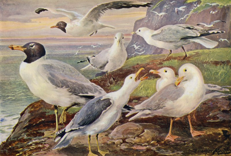 Måger (farve litho) af Louis Fairfax Muckley