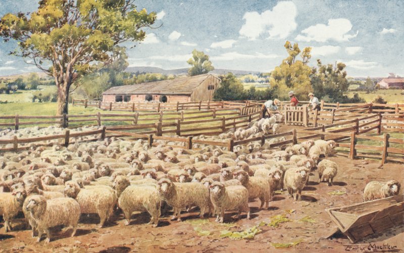 Scene på en australsk fårestation (farve litho) af Louis Fairfax Muckley