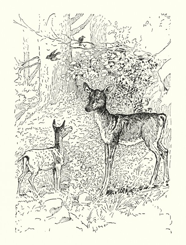 Krondyret og dets mor (litografi) af Louis John Rhead