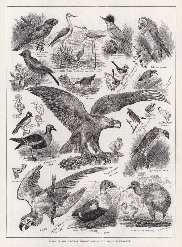Fugle i Natural History Collection, South Kensington (gravering) af Louis Wain