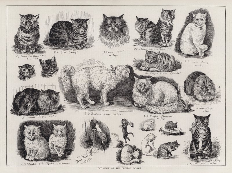 Katteudstilling i Crystal Palace (gravering) af Louis Wain