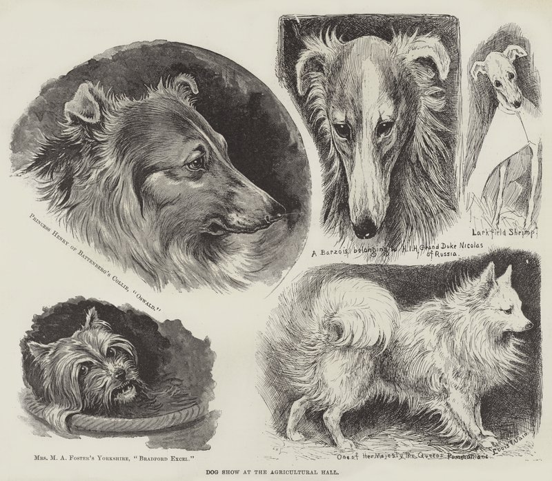 Hundeudstilling i Landbrugshallen af Louis Wain