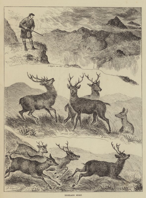 Highland Sport af Louis Wain