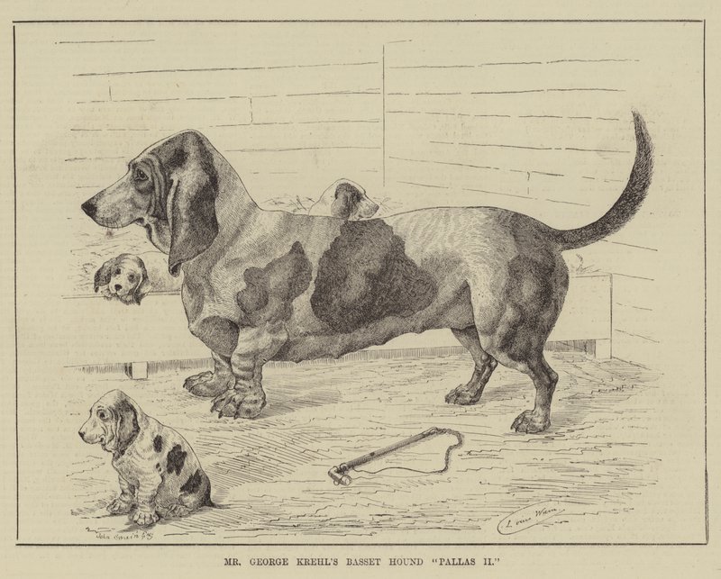 George Krehls Basset Hound Pallas II af Louis Wain