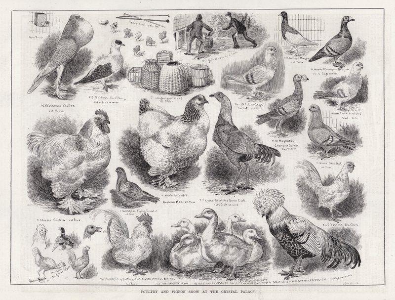 Fjerkræ- og dueudstilling i Crystal Palace (gravering) af Louis Wain