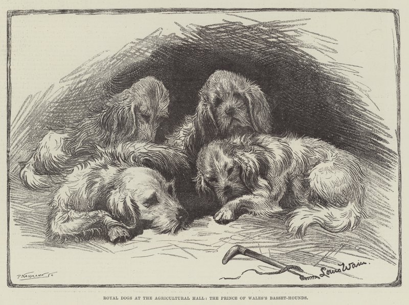 Kongelige hunde i Agricultural Hall, Prince of Wales