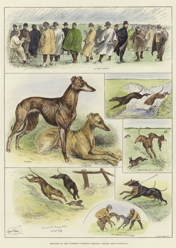 Skitser ved Waterloo Coursing-mødet af Louis Wain