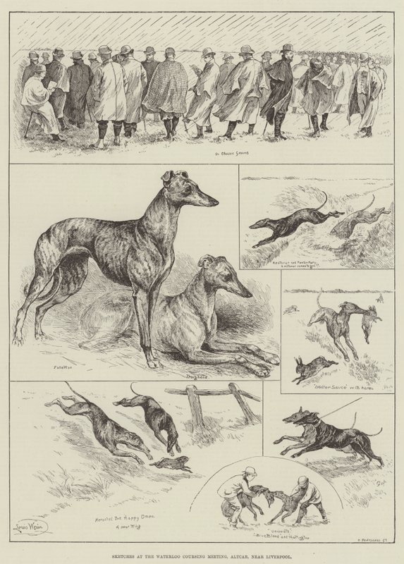 Skitser ved Waterloo Coursing Meeting, Altcar, nær Liverpool (gravering) af Louis Wain