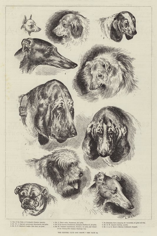 Kennelklubbens hundeudstilling af Louis Wain