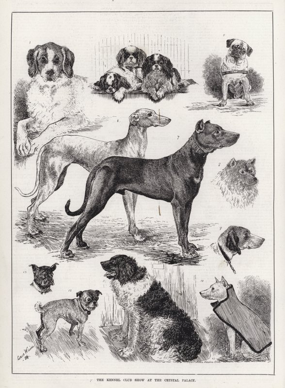 Kennel Club Show på Crystal Palace (gravering) af Louis Wain