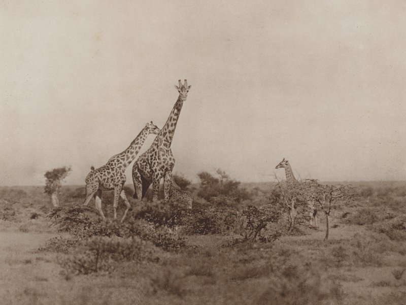Giraffer i buskadset af Marcuswell Maxwell