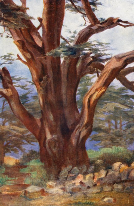 Et cedertræ fra Libanon (farvelitografi) af Margaret Thomas