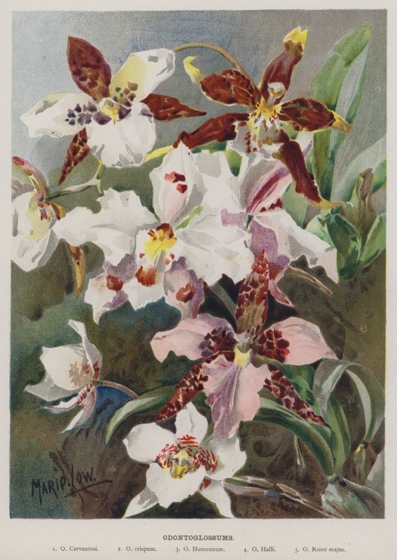 odontoglossum af Marie Low