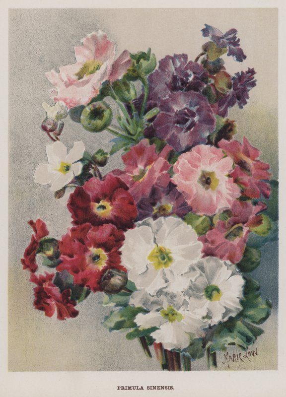Primula Sinensis af Marie Low
