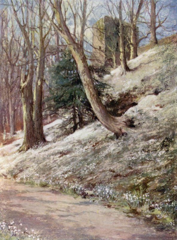 Scottish Gardens: Ardgowan (farve litho) af Mary Georgina Wade Wilson