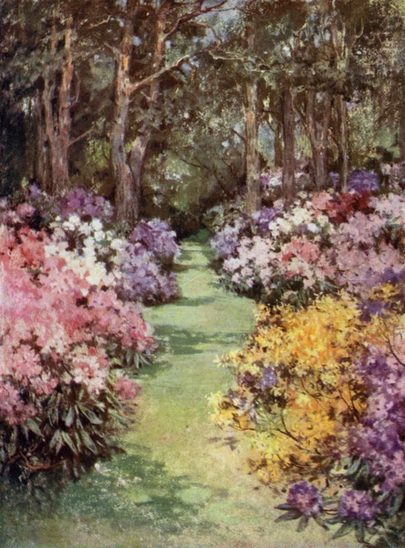 Scottish Gardens: The Hirsel (farve litho) af Mary Georgina Wade Wilson