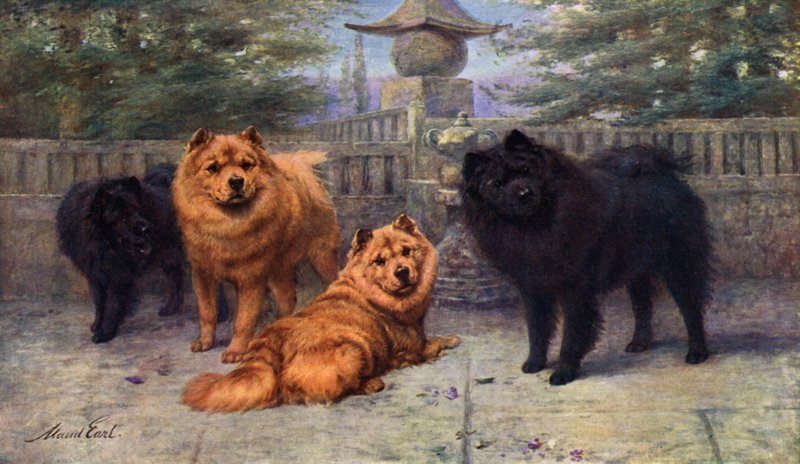 Fire Champion Chow-Chows ejet af Mrs Scaramanga af Maud Earl