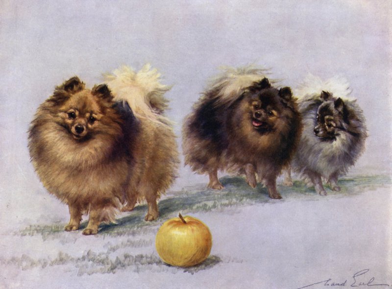 Tre af Mrs Hall Walkers Champion Pomeranians af Maud Earl