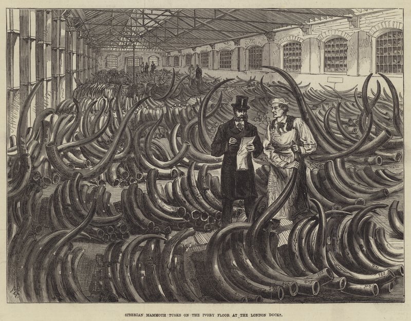 Siberian Mammoth Tusks på Elfenbensgulvet ved London Docks af Melton Prior