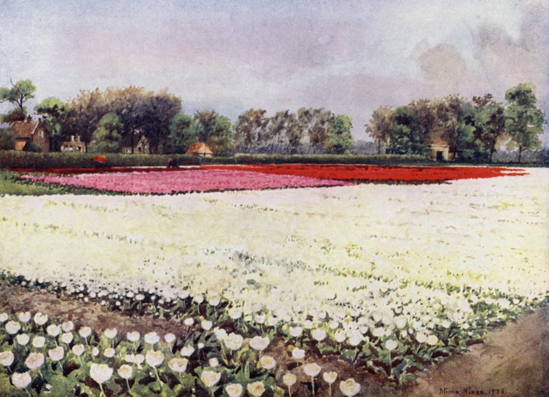 "Her er tulipaner til dig, hvide, til bruden eller begravelsen" (farve litho) af Mima Nixon