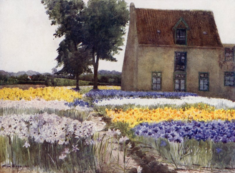 Spanske iris (farve litho) af Mima Nixon