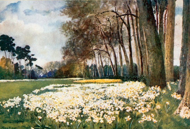 The Park, Sandringham af Mima Nixon