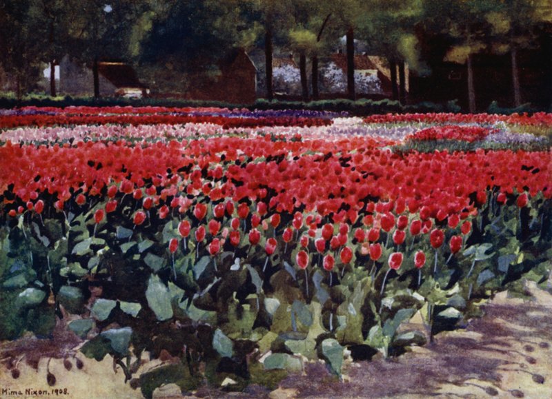 Tulipaner i deres Prime (farve litho) af Mima Nixon