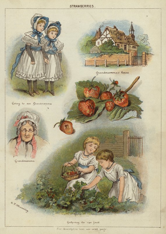Jordbær (chromolitho) af Miss Eliza F. Manning