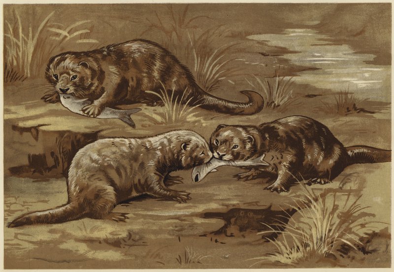 Om oddere (litho) af N. Parker