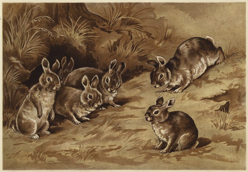 Babykaniner (litho) af N. Parker