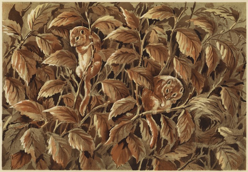 Dorothy, pik og dormouse (litho) af N. Parker