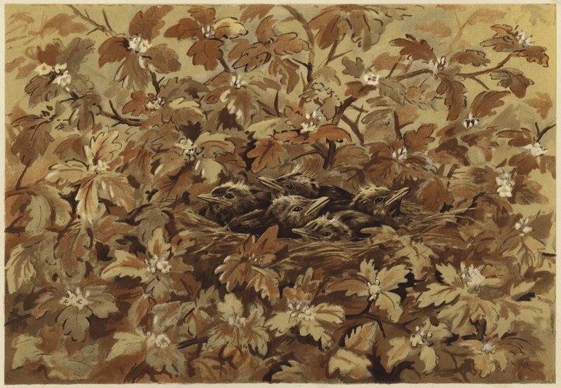 Solsorten derhjemme (litho) af N. Parker